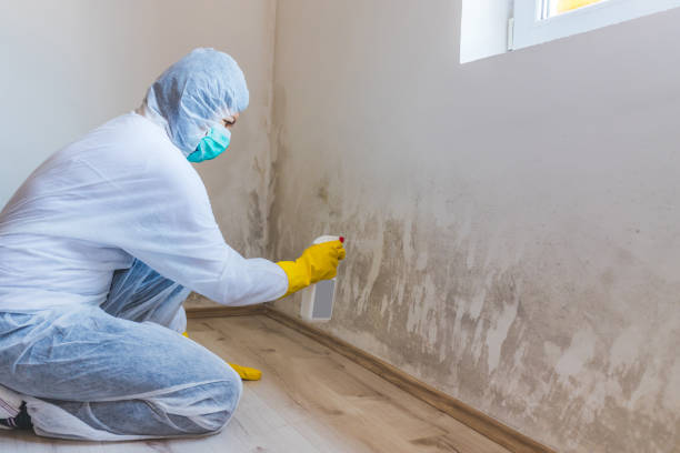 Licensed Black Mold Remediation service in Clearfield, PA - Car Mold Remediation