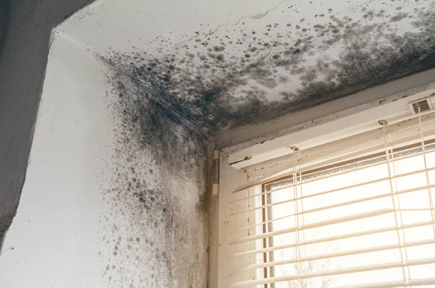Affordable Black Mold Remediation solutions in Clearfield, PA